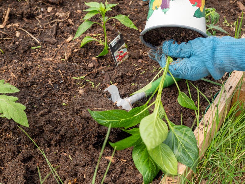 Red Pepper Seedling in a Greenhouse Stock Photo Image of vegetable, garden 247791580