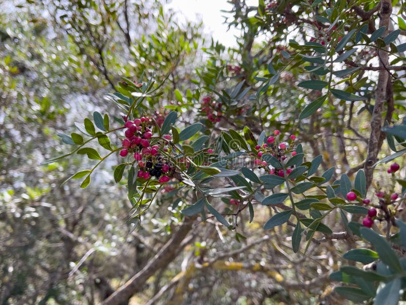 Red pepper tree stock image. Image of condiment, agriculture 245303893