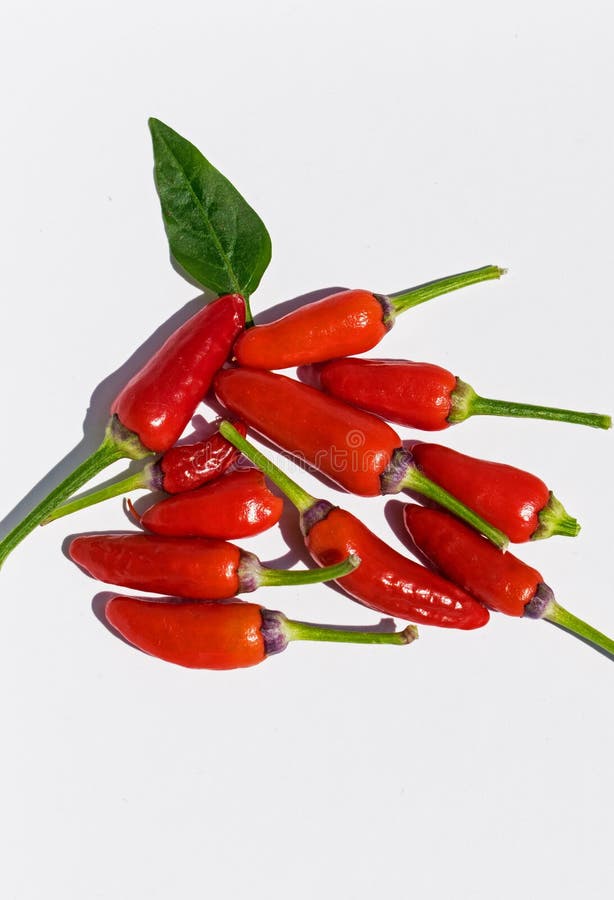 Red pepper very hot- The Scoville Scale royalty free stock photo Red pepper very hot- The Scoville Scale royalty free stock photo