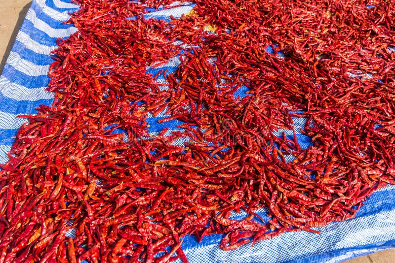 250 Peppers Drying Sun Photos Free & RoyaltyFree Stock Photos from
