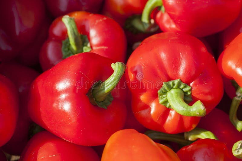 Red Peppers stock photo. Image of peppers, ingredient 77714564