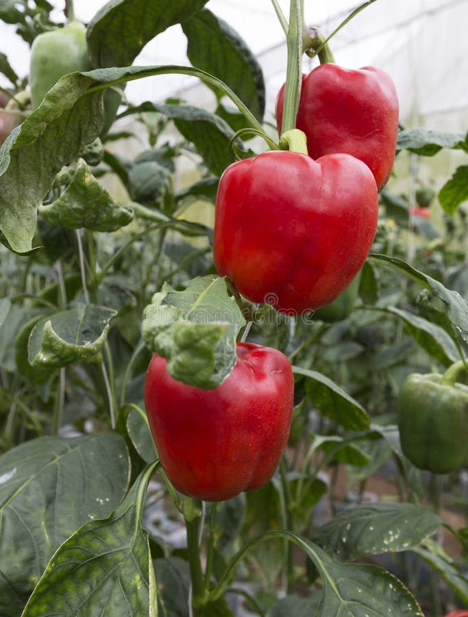 Red Bell Peppers in a Greenhouse Stock Photo Image of nature, bell 53940970