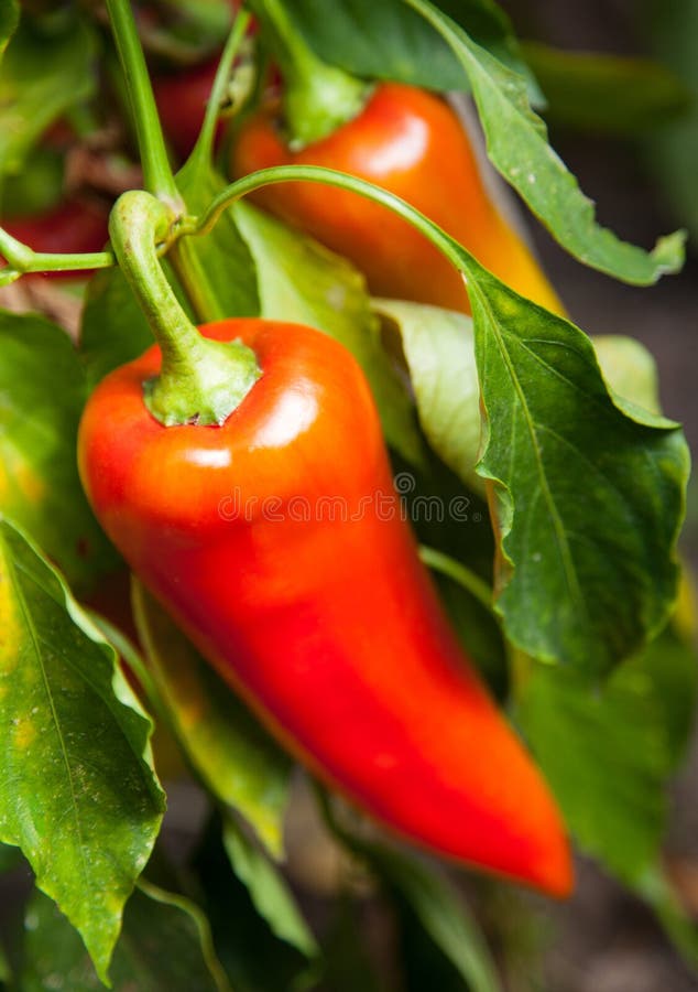 Red peppers stock image. Image of vegetable, cook, organic 34062861