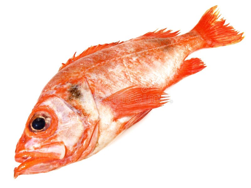 26,668 Red Perch Stock Photos - Free & Stock Photos from Dreamstime
