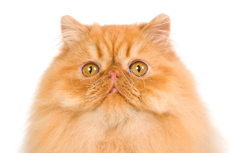 Red Persian cat on white background
