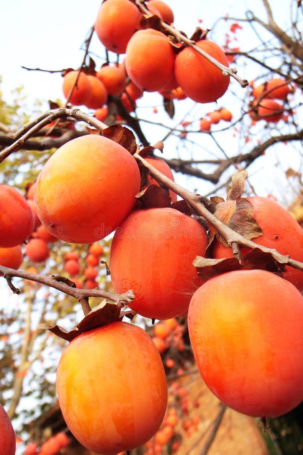 Red Persimmon in the tree