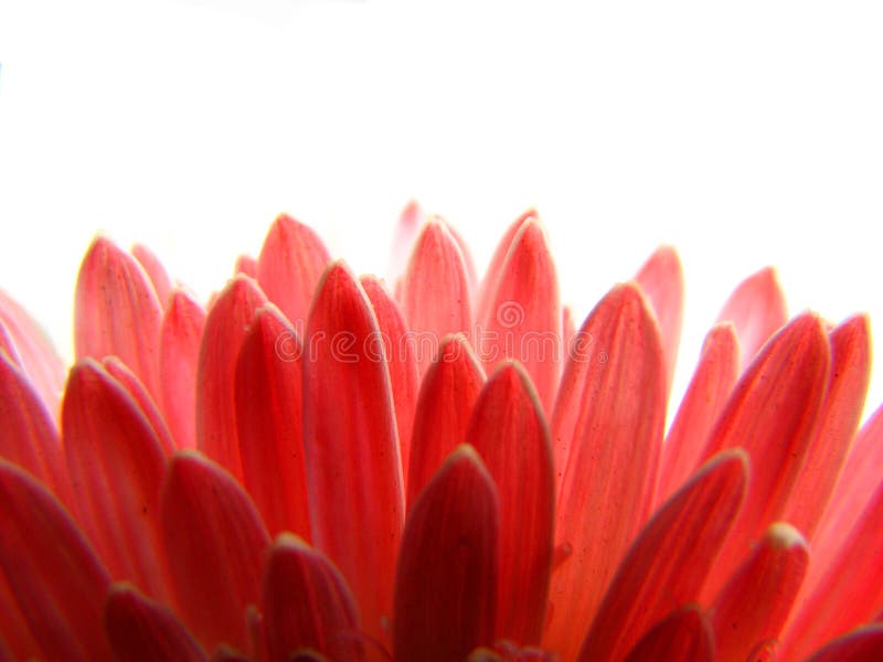 Red Petals Background