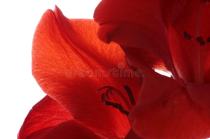 Red petals macro royalty free stock photography