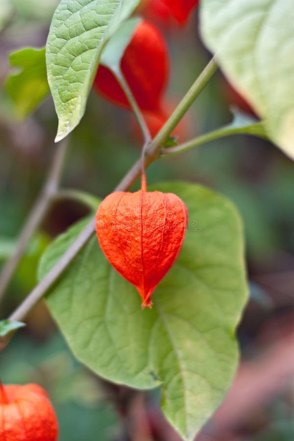 Red physalis on green