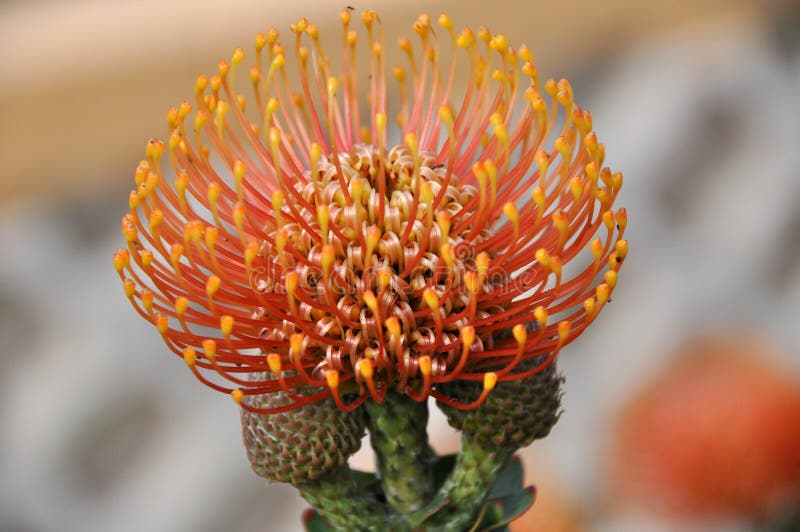 Red Pincushion Protea stock photo. Image of petal, sugarbush 27866120
