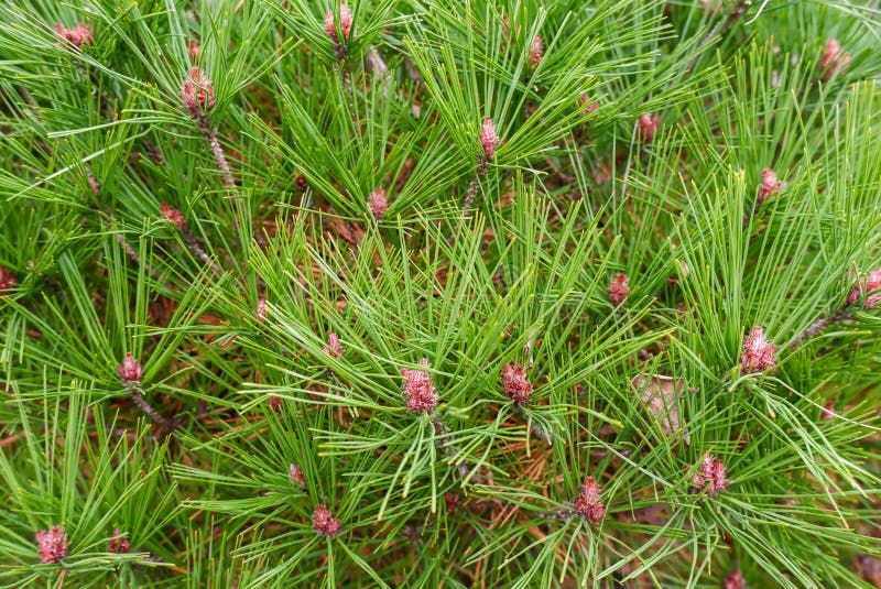 Red Pine Needle Can Be Use for Background Stock Image Image of spruce