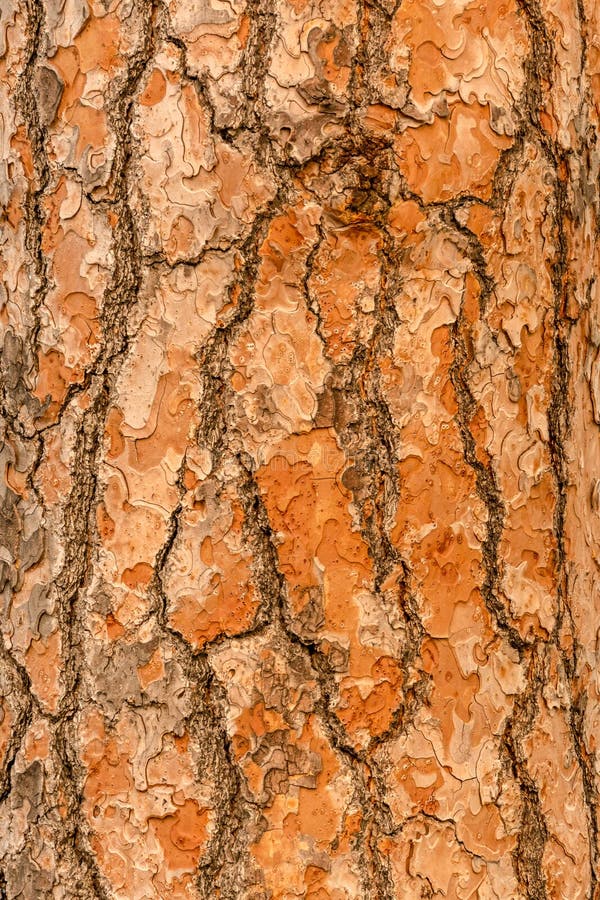 Red Pine Tree Bark Vertical Texture or Background Stock Photo Image
