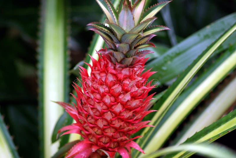 Red Pineapple Stock Photography Image 5918342