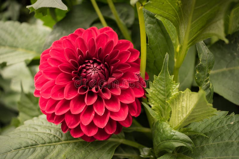Red pink ball dahlia flower blooming in summer. stock photo Red pink ball dahlia flower blooming in summer. stock photo