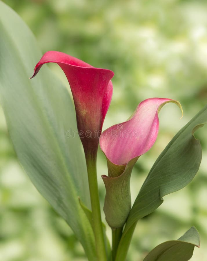 Red and Pink Calla Lily Pair with Soft ...