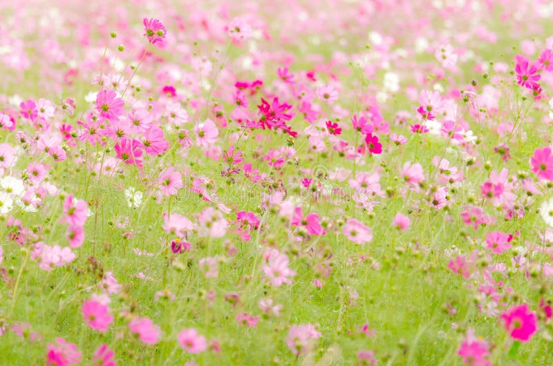 Red and Pink for Cosmos Flowers in the Garden; Select and Soft Stock