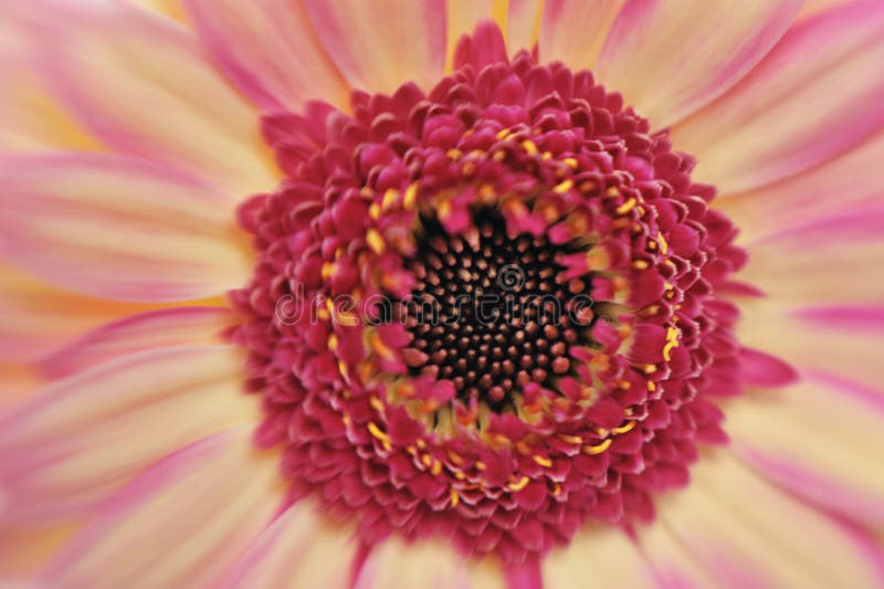 Red and Pink Flower Blossom Stock Photo Image of macro, beauty 33724258