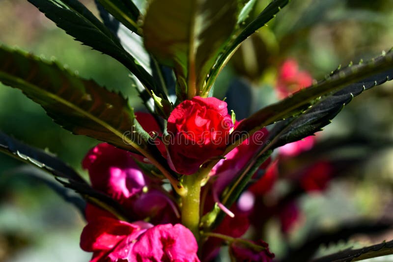 Red and pink flowers stock photo. Image of botany, summer 272452288