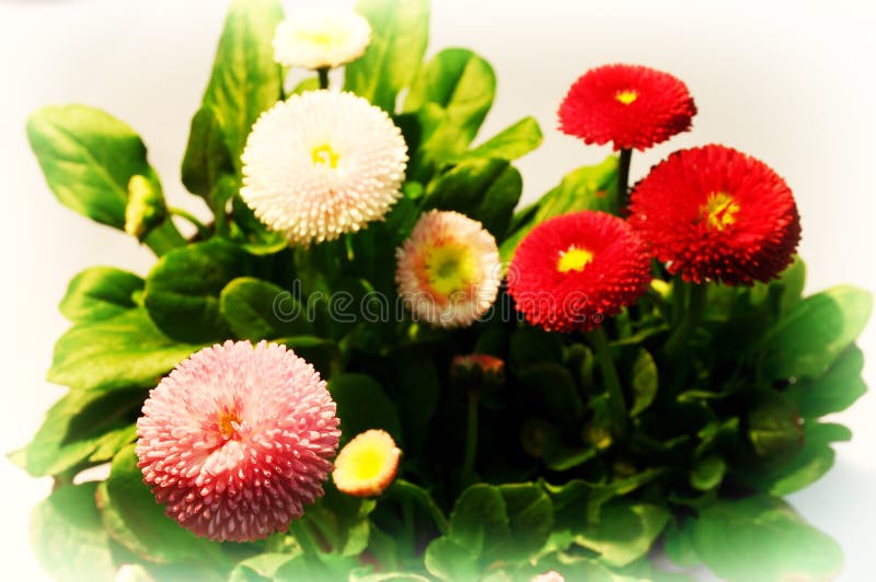 Red and Pink Flowers Isolated Stock Photo Image of closeup, botany