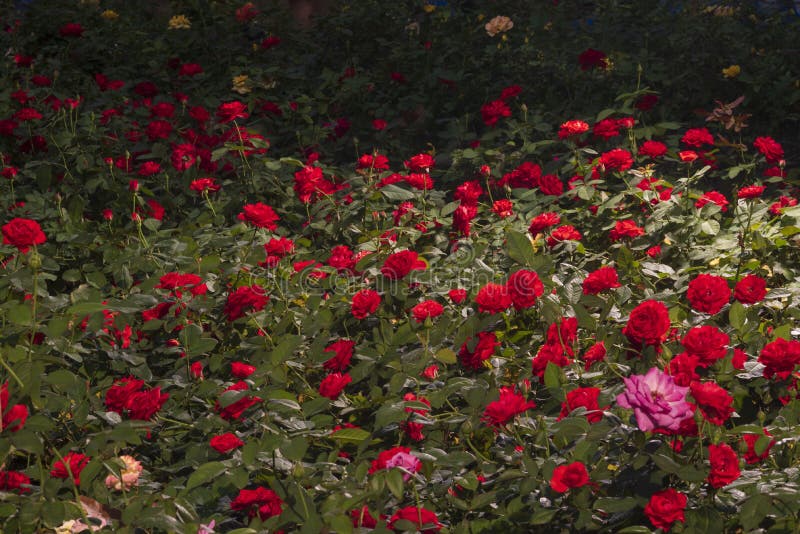 Red Pink Flowers Seamless Background Pattern Stock Image Image of
