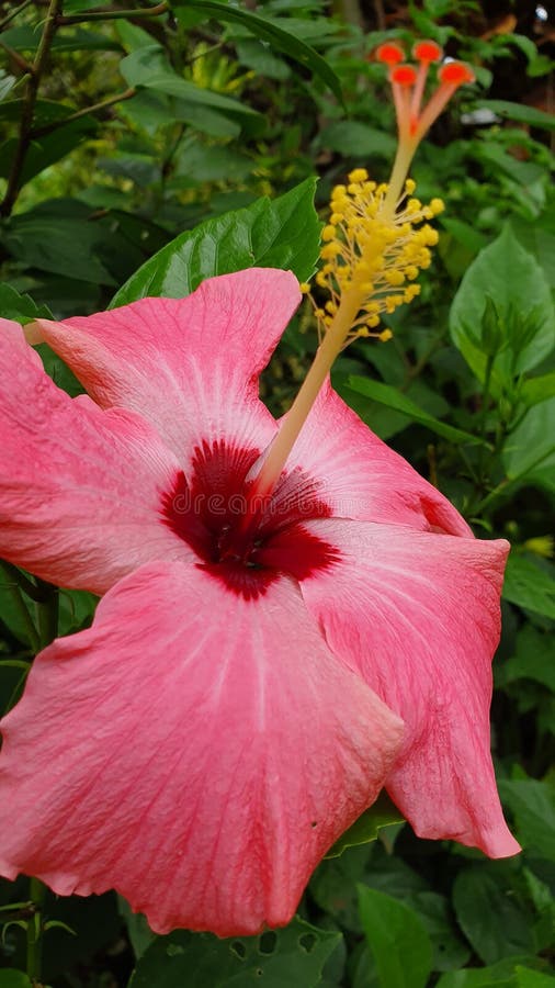 A gumamela flower stock photo. Image of material, closeup 167848678