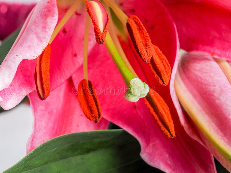 Red and pink Lillie macro flower stock photos