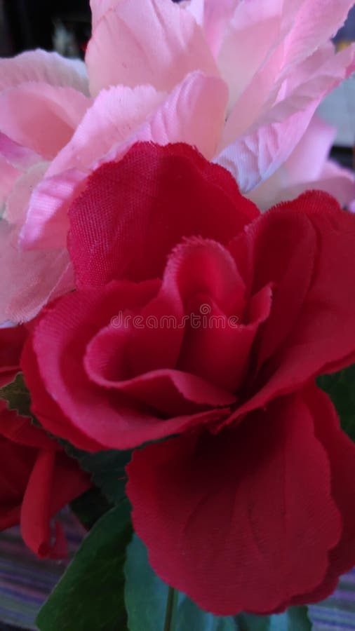 Rose Fake Flower on White Background, Soft Focus Stock Photo Image of