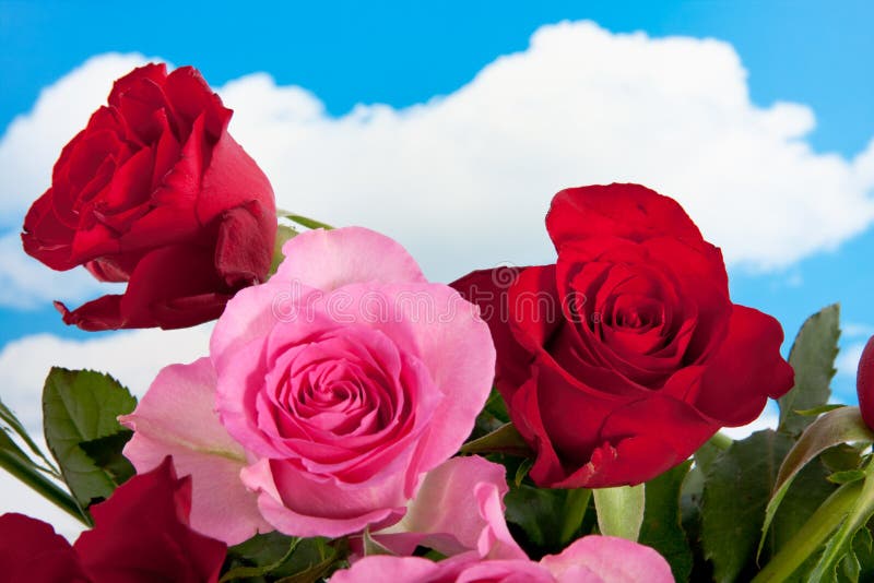 Red and pink roses royalty free stock image