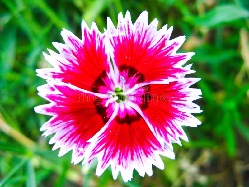 Red pink small Sweet William flower in a garden macro shot. Red pink small Sweet William flower in a garden macro shot