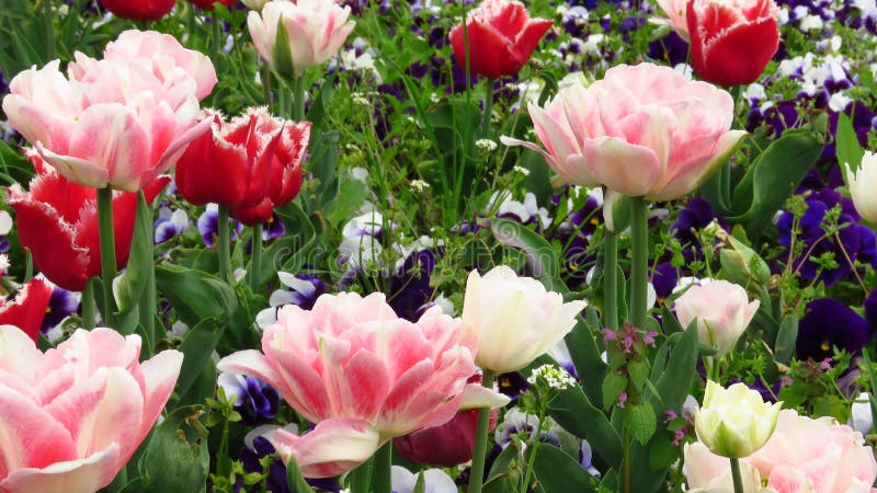 Red and Pink Tulips in the Garden. Bell Song and Annelinde tulips. Late spring flowers. stock image Red and Pink Tulips in the Garden. Bell Song and Annelinde tulips. Late spring flowers. stock image