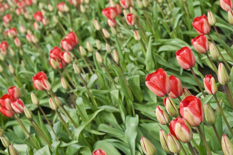 Red & Pink Tulips in Rows