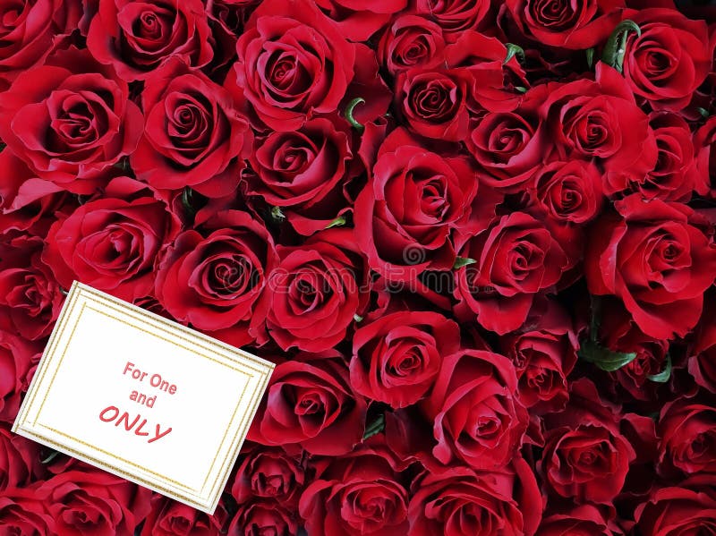 Hôm nay là ngày Quốc tế Phụ Nữ, hãy tặng một bông hoa hồng đỏ thật tươi tắn cho người phụ nữ của bạn để thể hiện tình yêu và sự quan tâm của mình. Nhìn vào bức ảnh liên quan đến từ khóa Hoa hồng đỏ, bạn sẽ cảm nhận được sự đẹp đẽ và thanh thoát của loài hoa tuyệt vời này.