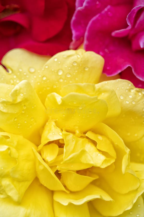 Red Pink and Yellow Roses Background Stock Image Image of petal