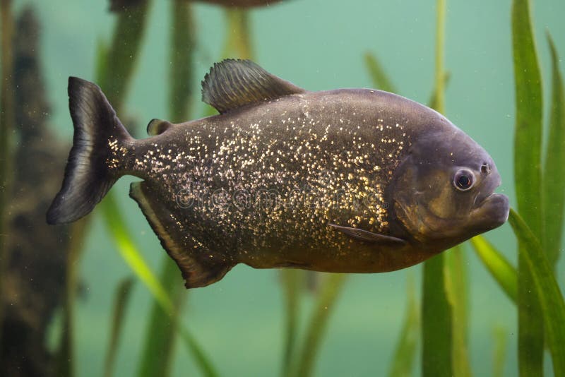 Red Piranha Pygocentrus Nattereri Stock Image - Image of pygocentrus ...