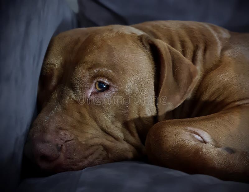 444 Pitbull Eye Photos Free Royalty Free Stock Photos From Dreamstime