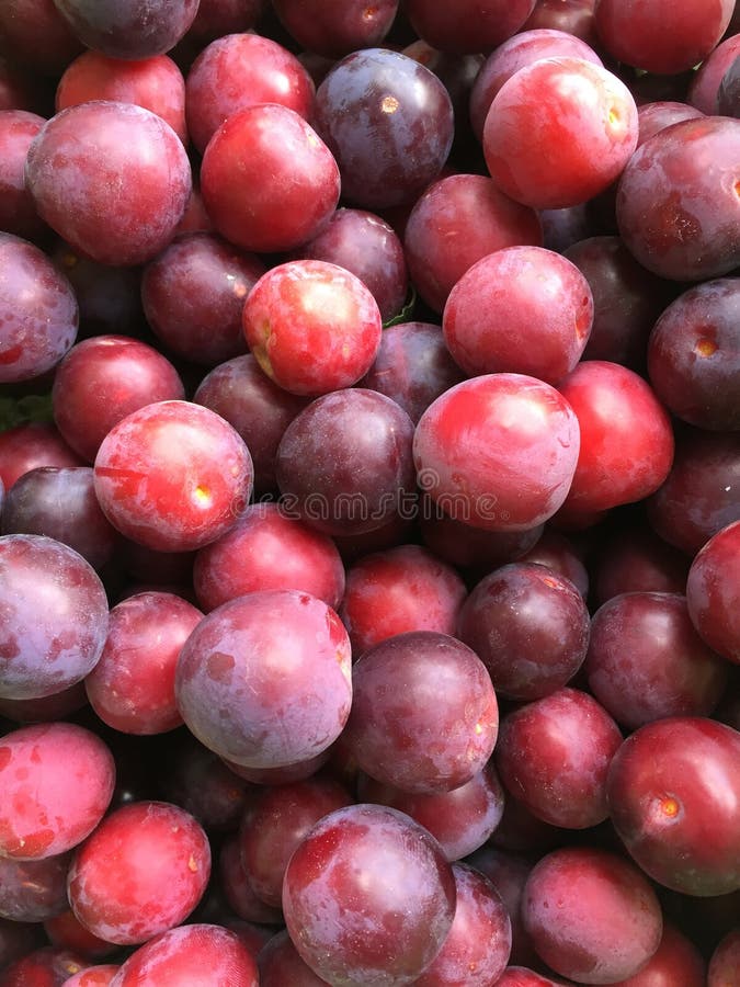 Red Plum Stock Image Image Of Nature Maple Nutrition 3106061 red-plum-stock-image-image-of-nature-maple-nutrition-3106061