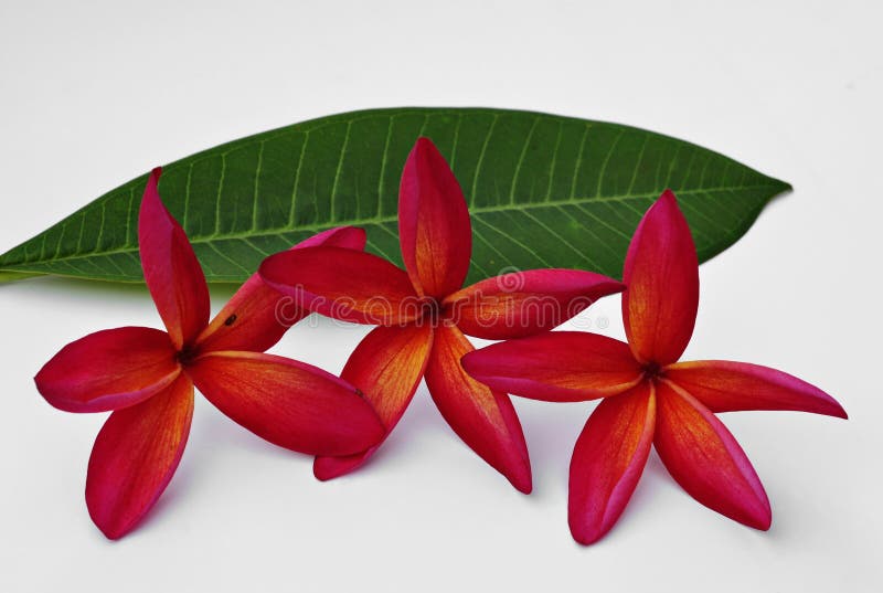 Red Plumeria