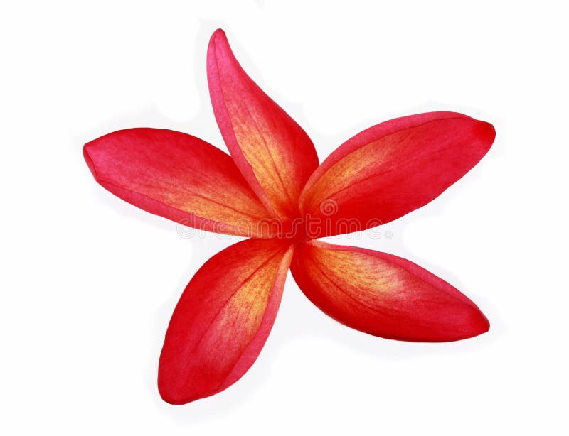 Red Plumeria