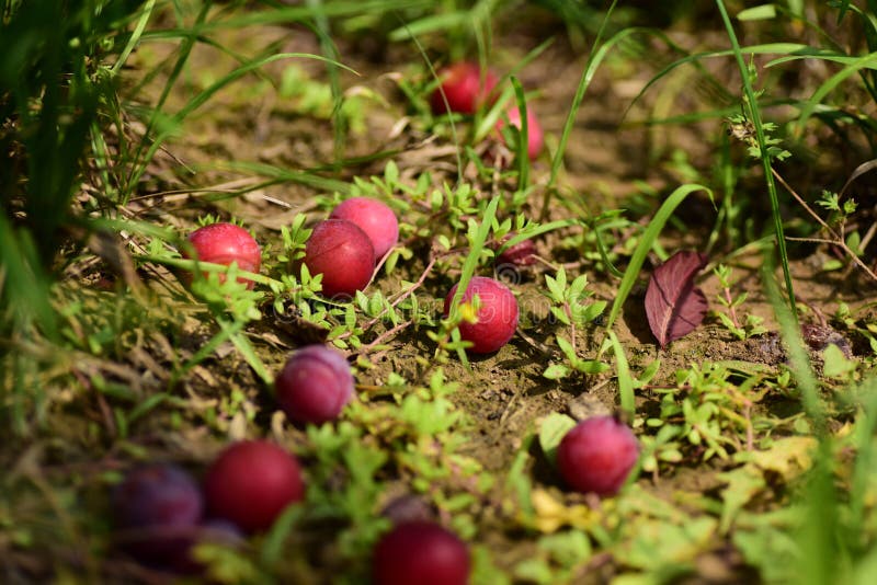 Fallen Plums Lie On A Meadow Stock Photo Image of meadow, fallen
