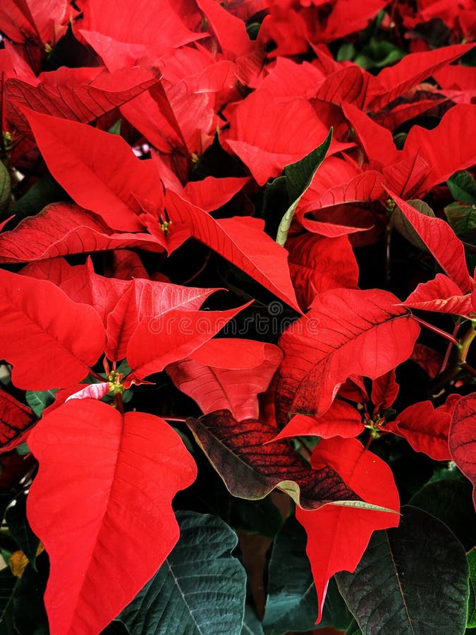 Red Poinsettia, Christmas Flower Bunch Stock Photo Image of flower