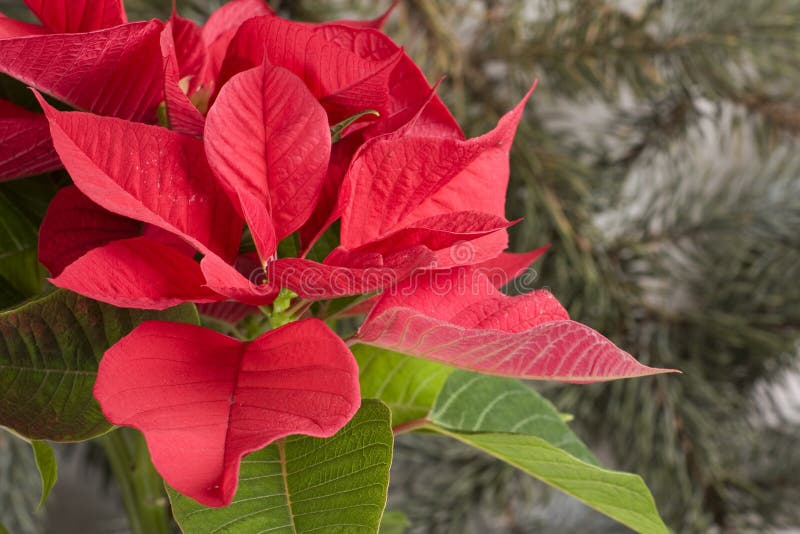 Red poinsettia with christmas tree
