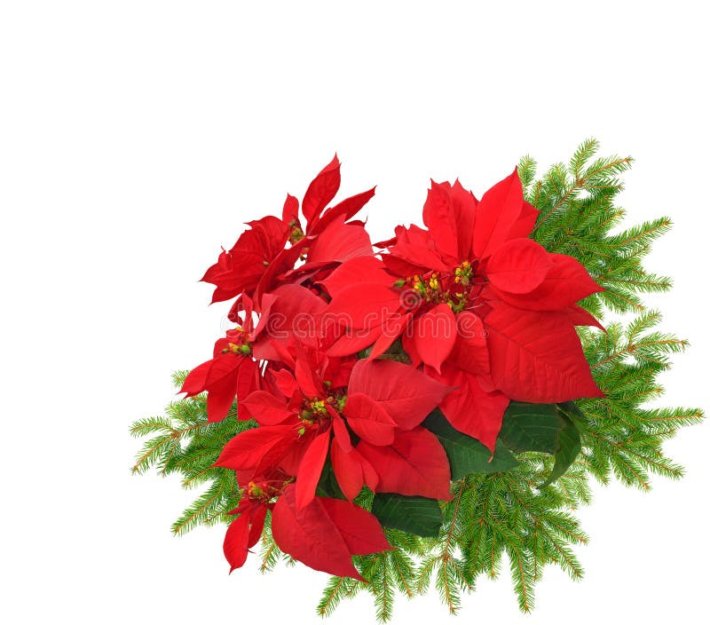 Christmas Poinsettia Plant Isolated on White Stock Photo - Image of ...