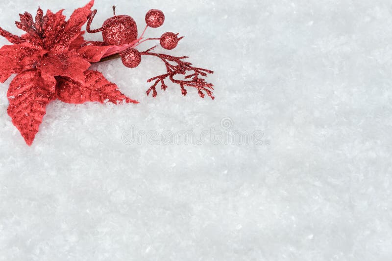 Red Poinsettia Flower on a White Snow Stock Photo - Image of christmas ...