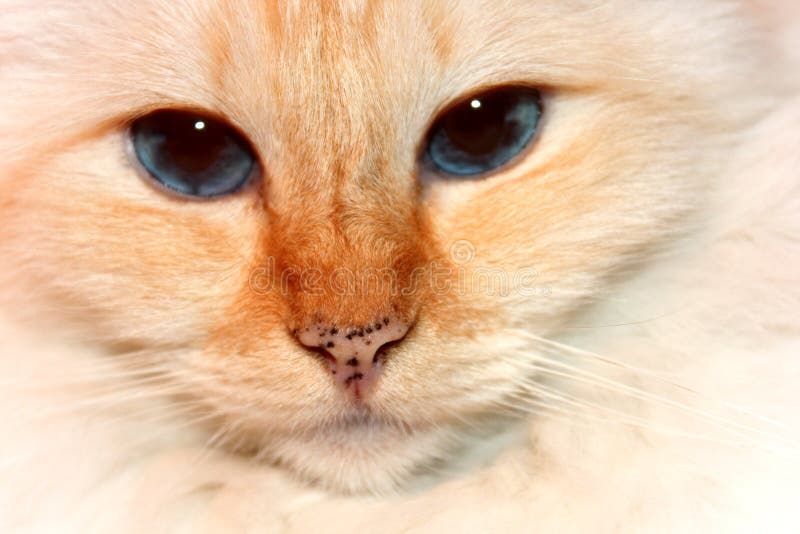 Red Point Birman Cat stock photo Image of posing Red Point Birman Cat stock photo Image of posing