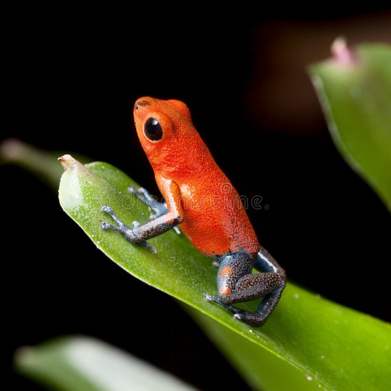 Red Poison Dart Frog Jungle Costa Rica Stock Image Image of rain