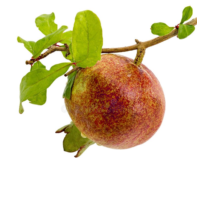 Red pomegranate fruit on white background