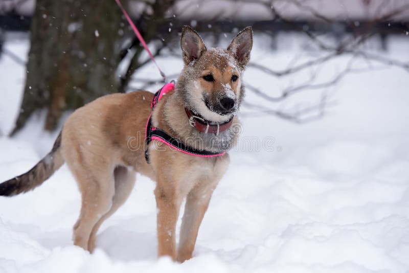 Red Pooch Puppy Wearing a Collar and Harness Stock Photo Image of