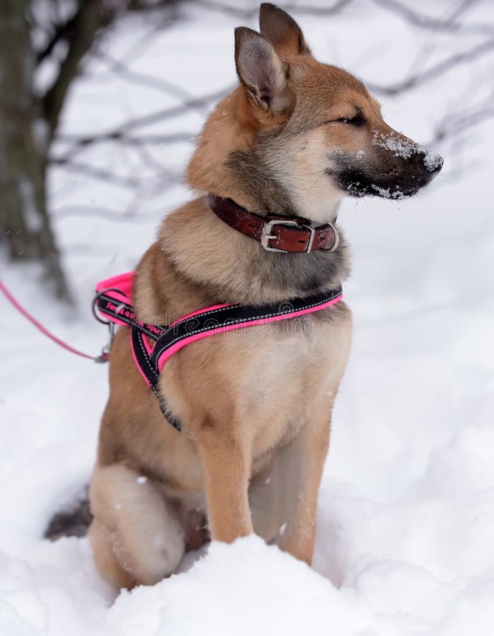Red Pooch Puppy Wearing a Collar and Harness Stock Image Image of
