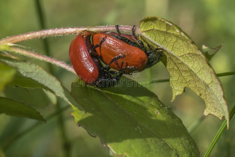Poplar Leaf Beetles