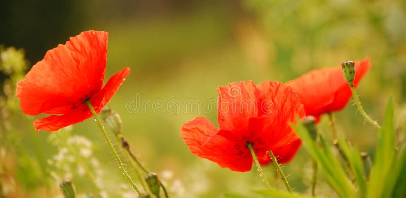 Red poppies royalty free stock image